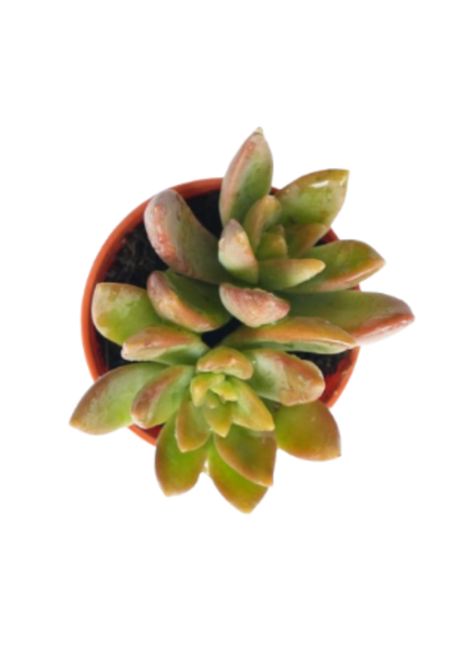 Sedum Adolphii