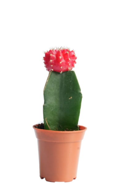 Moon Cactus Red