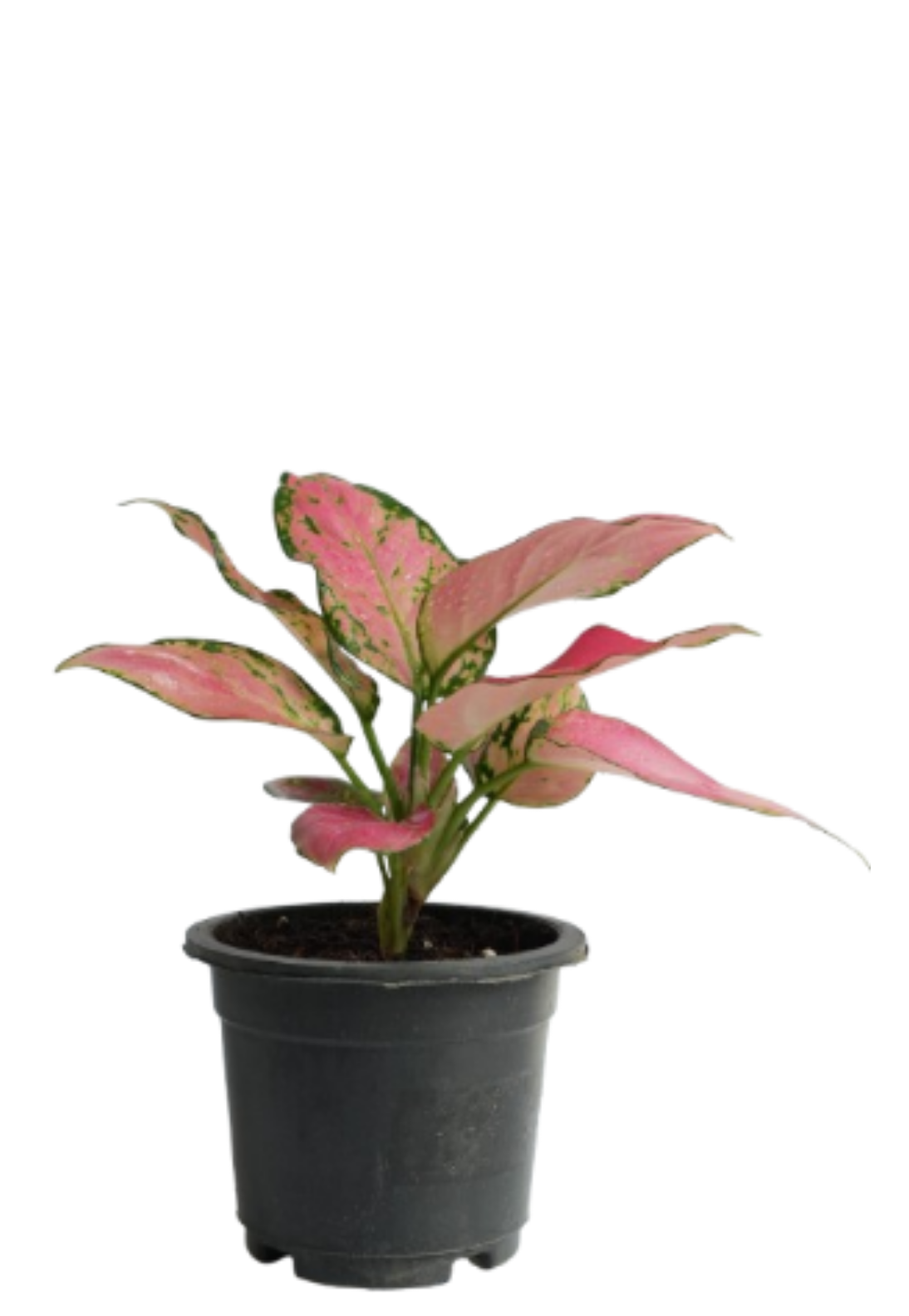 Aglaonema Pink