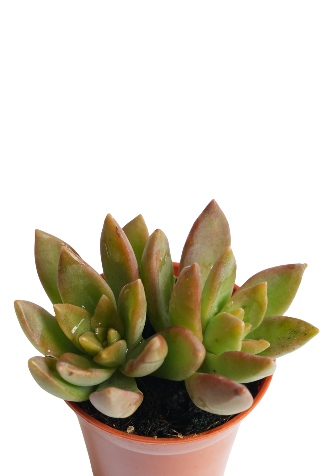 Sedum Adolphii