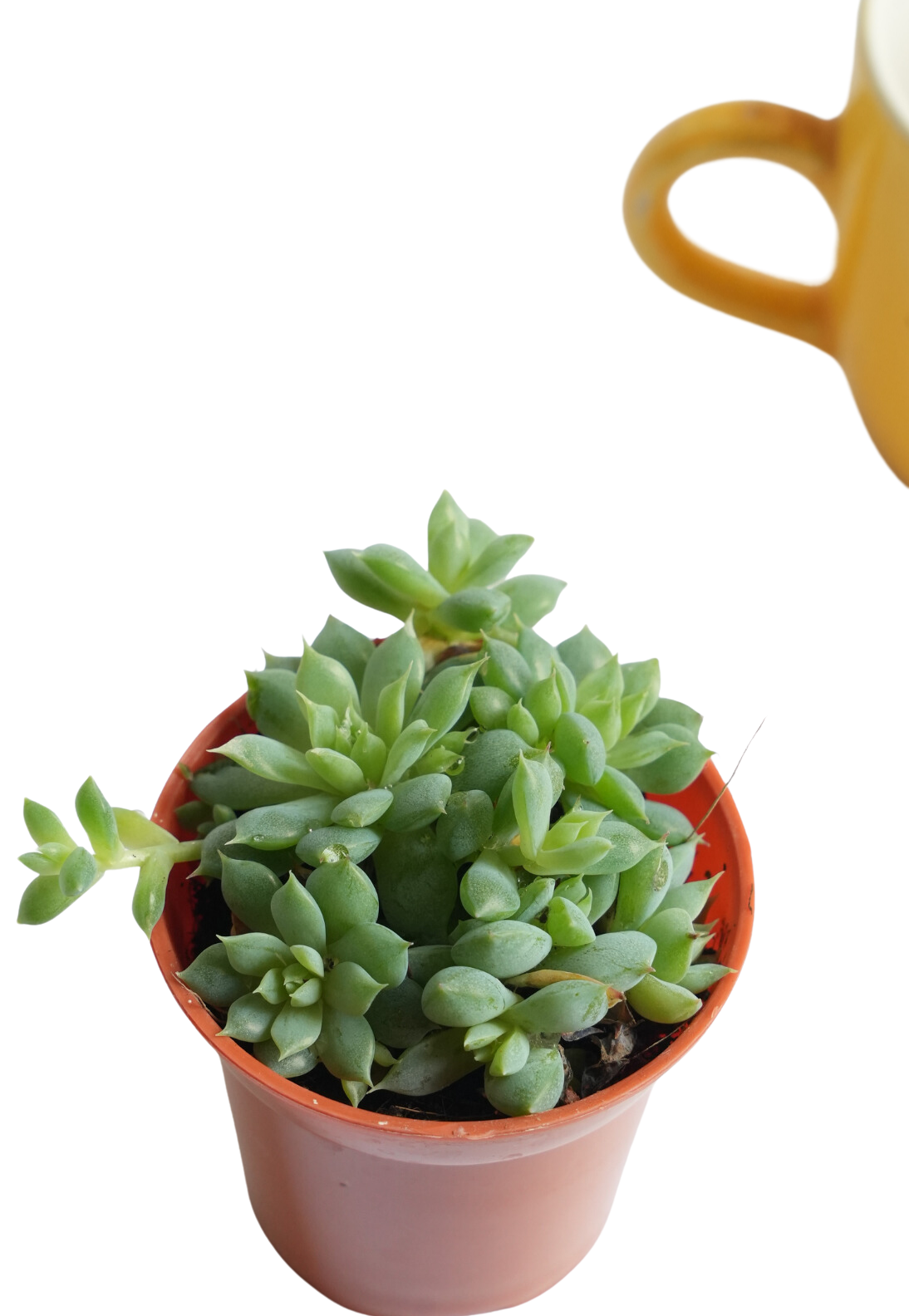 Sedum Morganianum