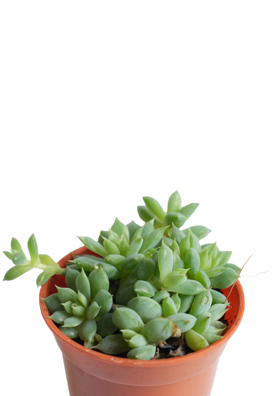 Sedum Morganianum