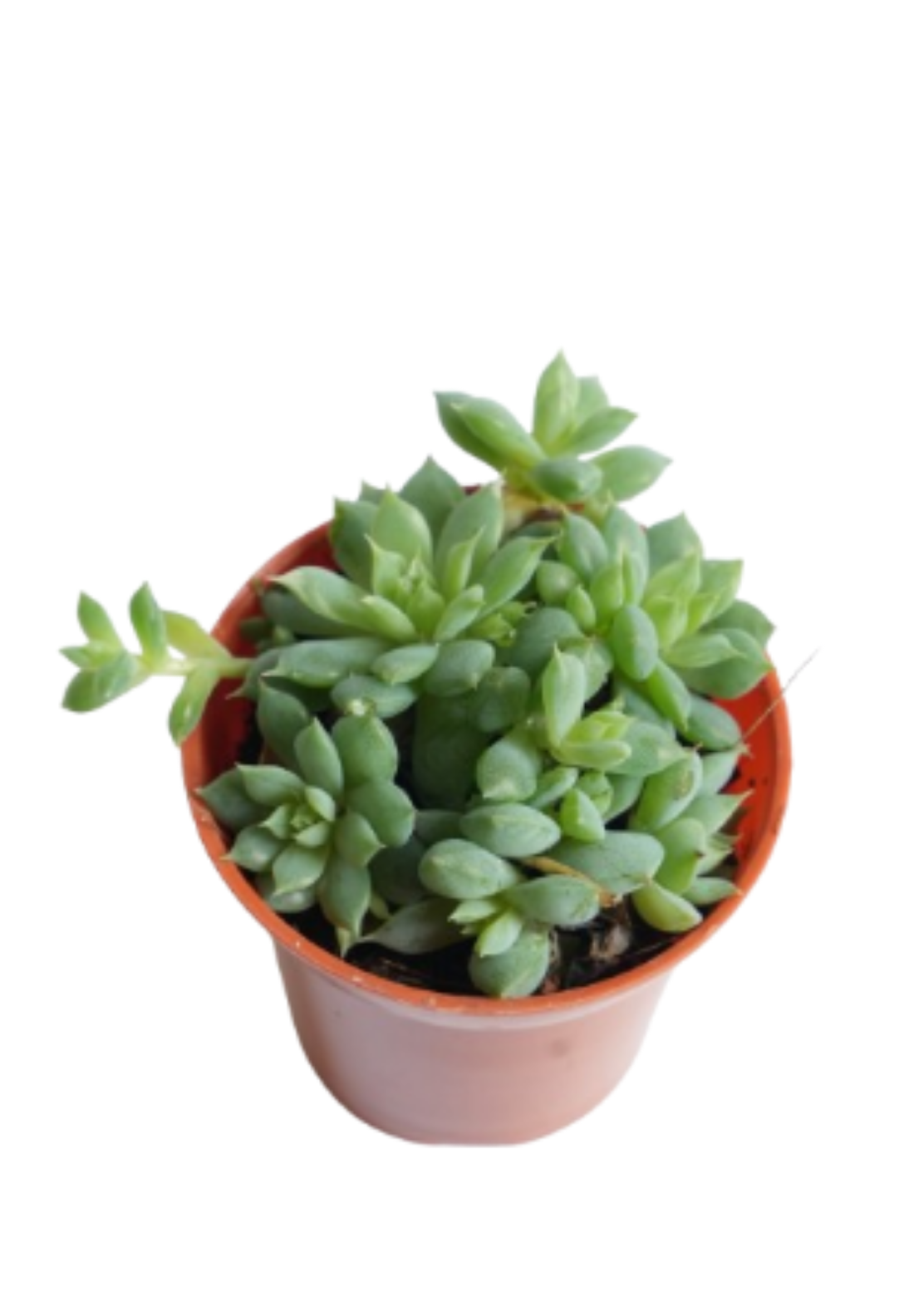 Sedum Morganianum