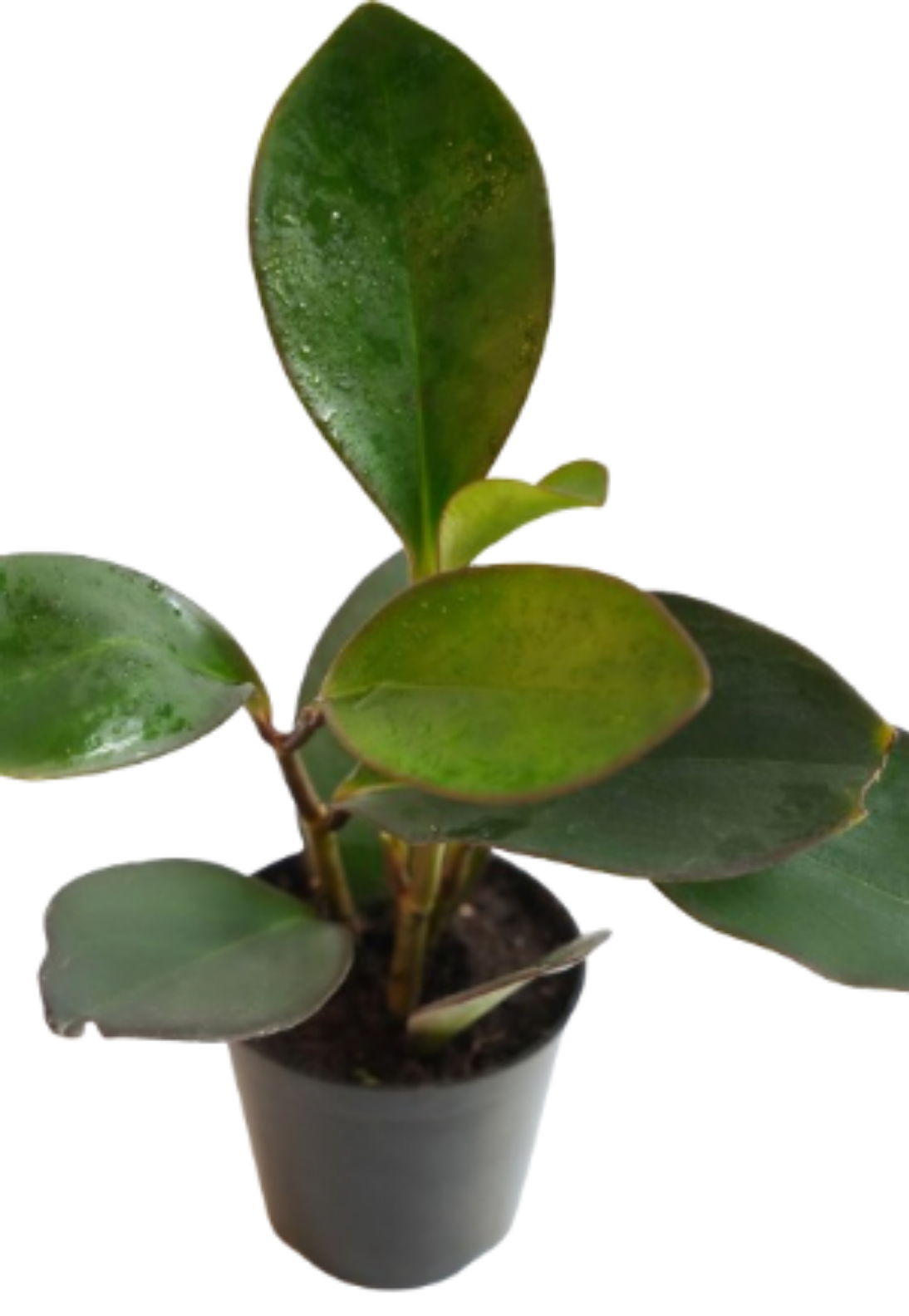 Peperomia Caperata