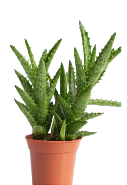 Tiger Tooth Aloe