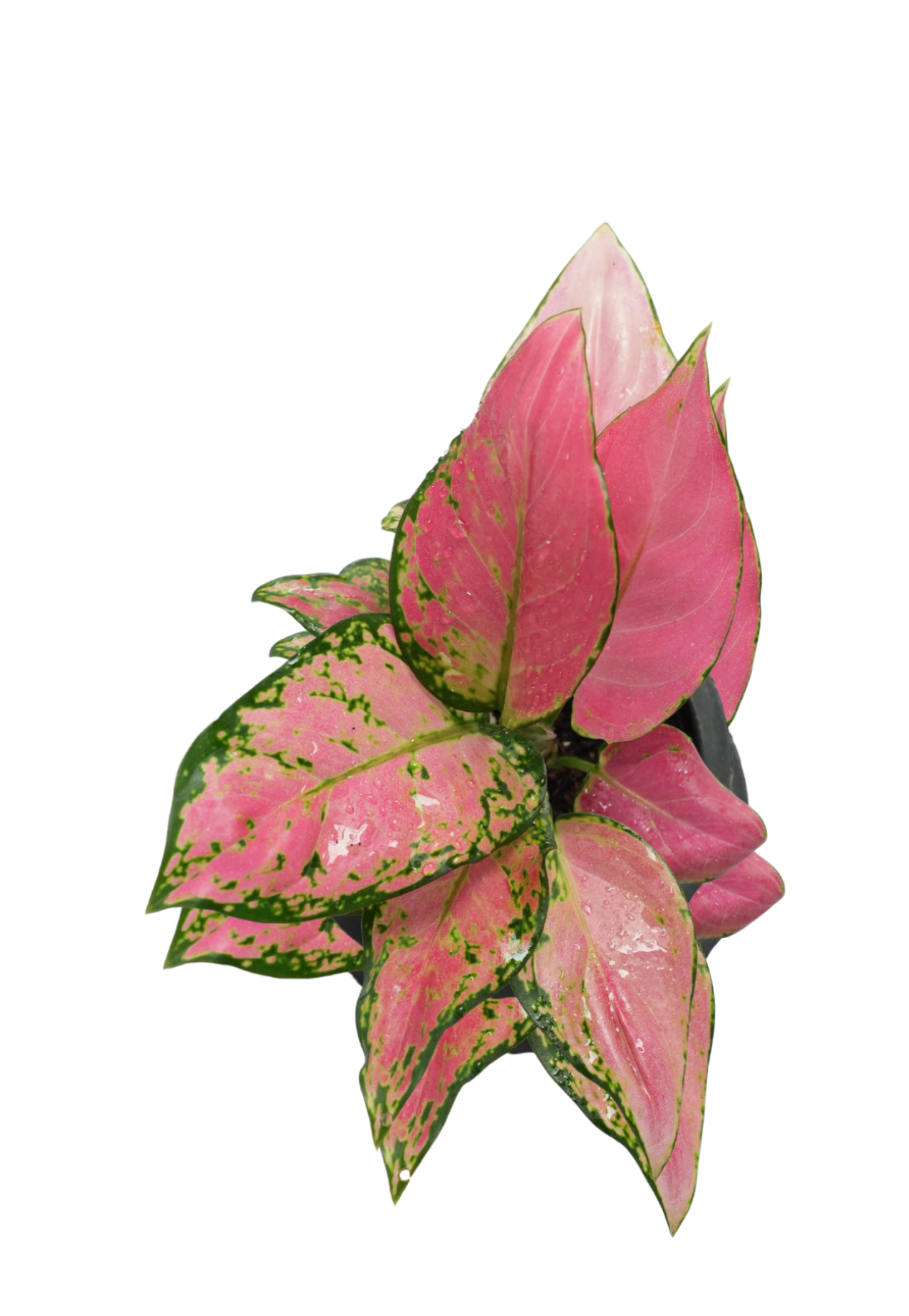 Aglaonema Pink