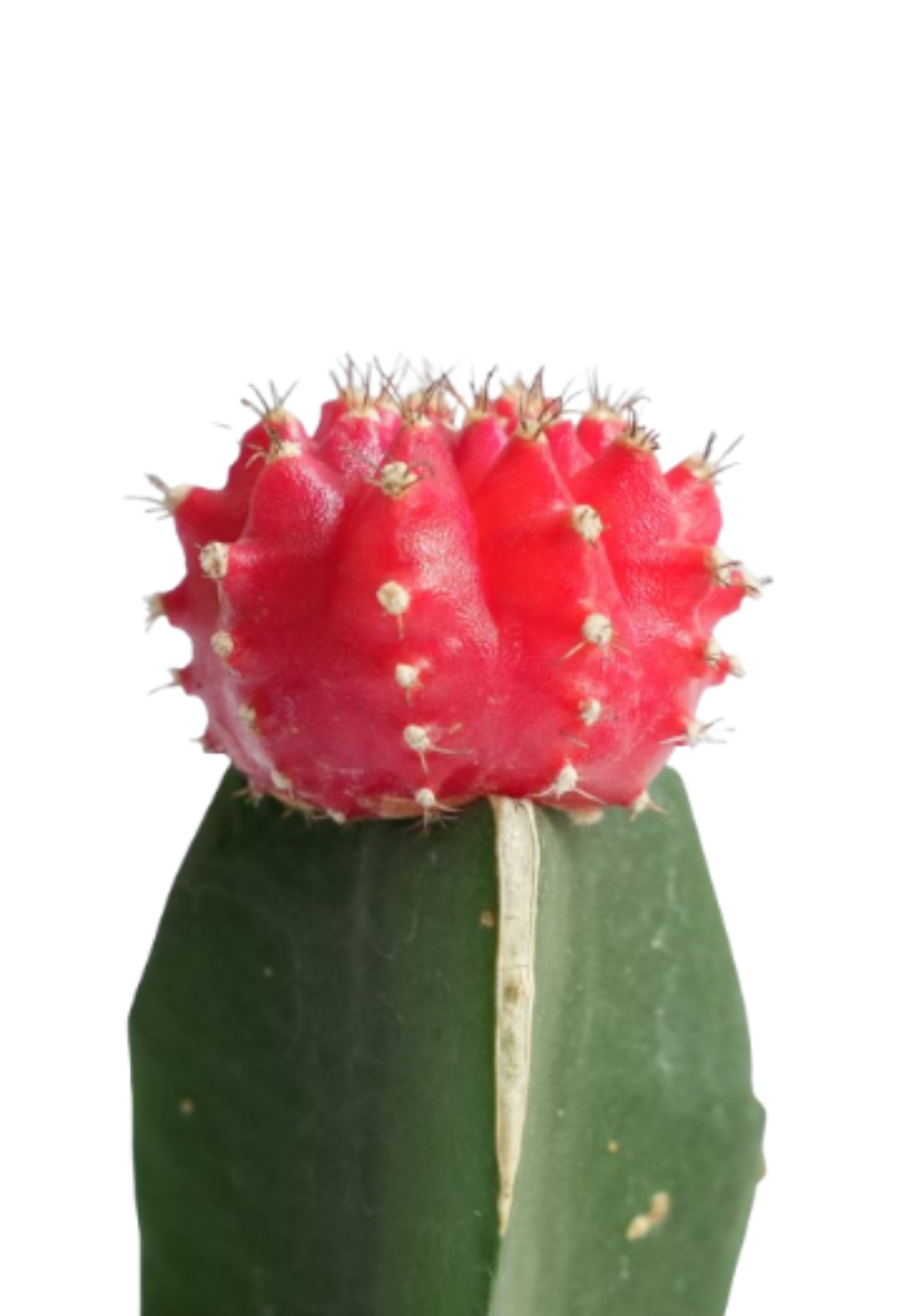 Moon Cactus Red