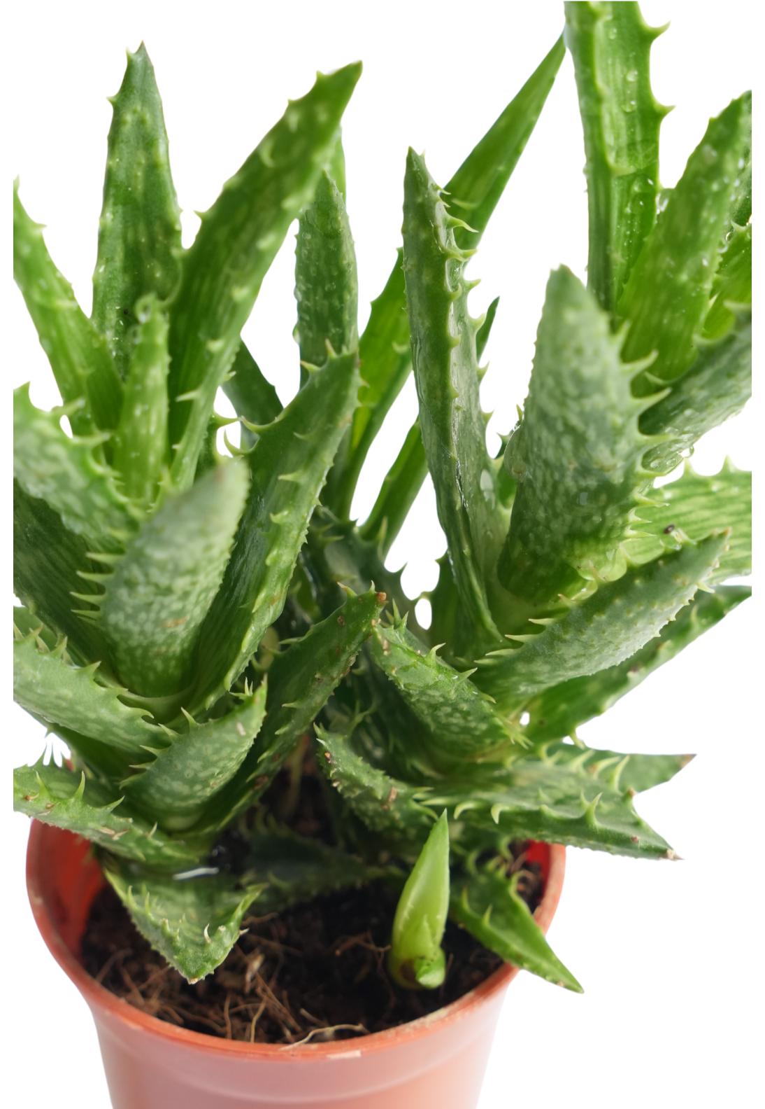 Tiger Tooth Aloe