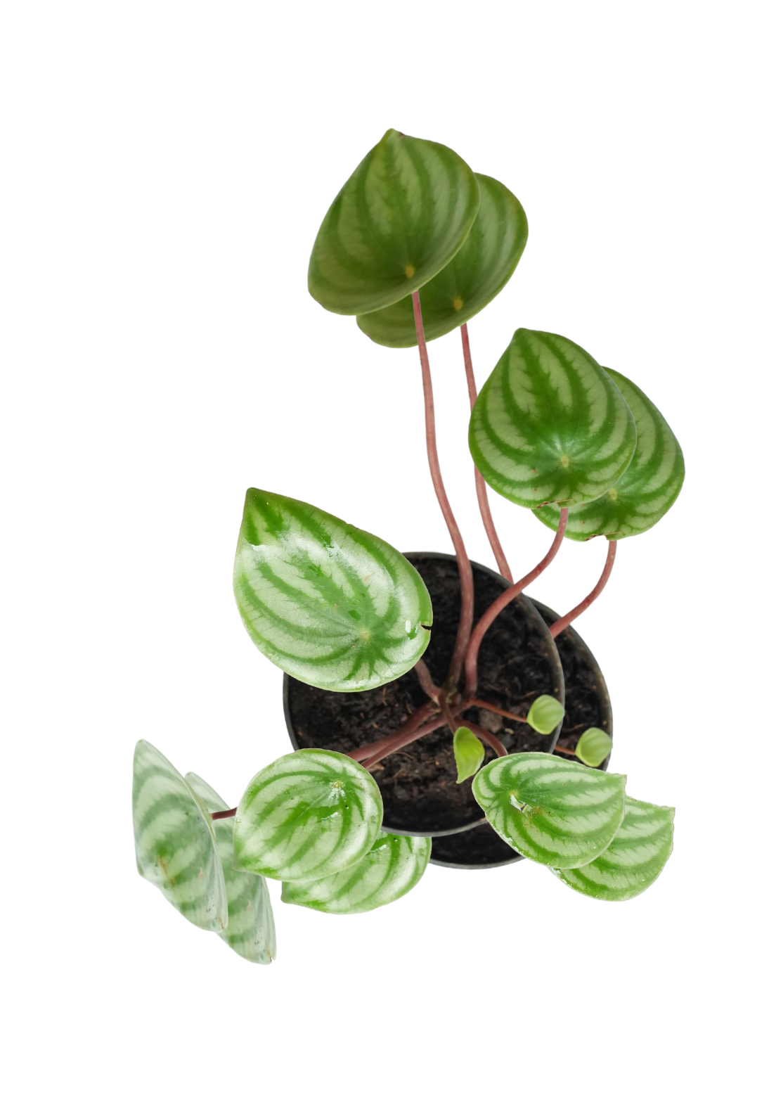 Watermelon Peperomia