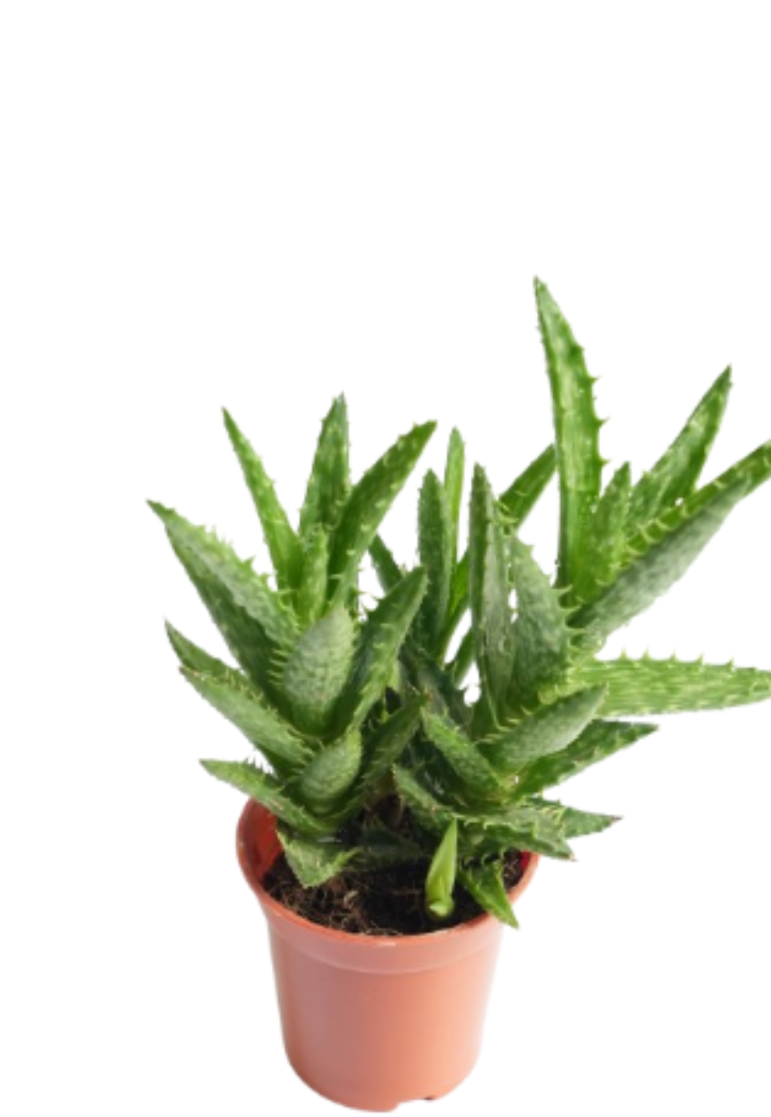 Tiger Tooth Aloe