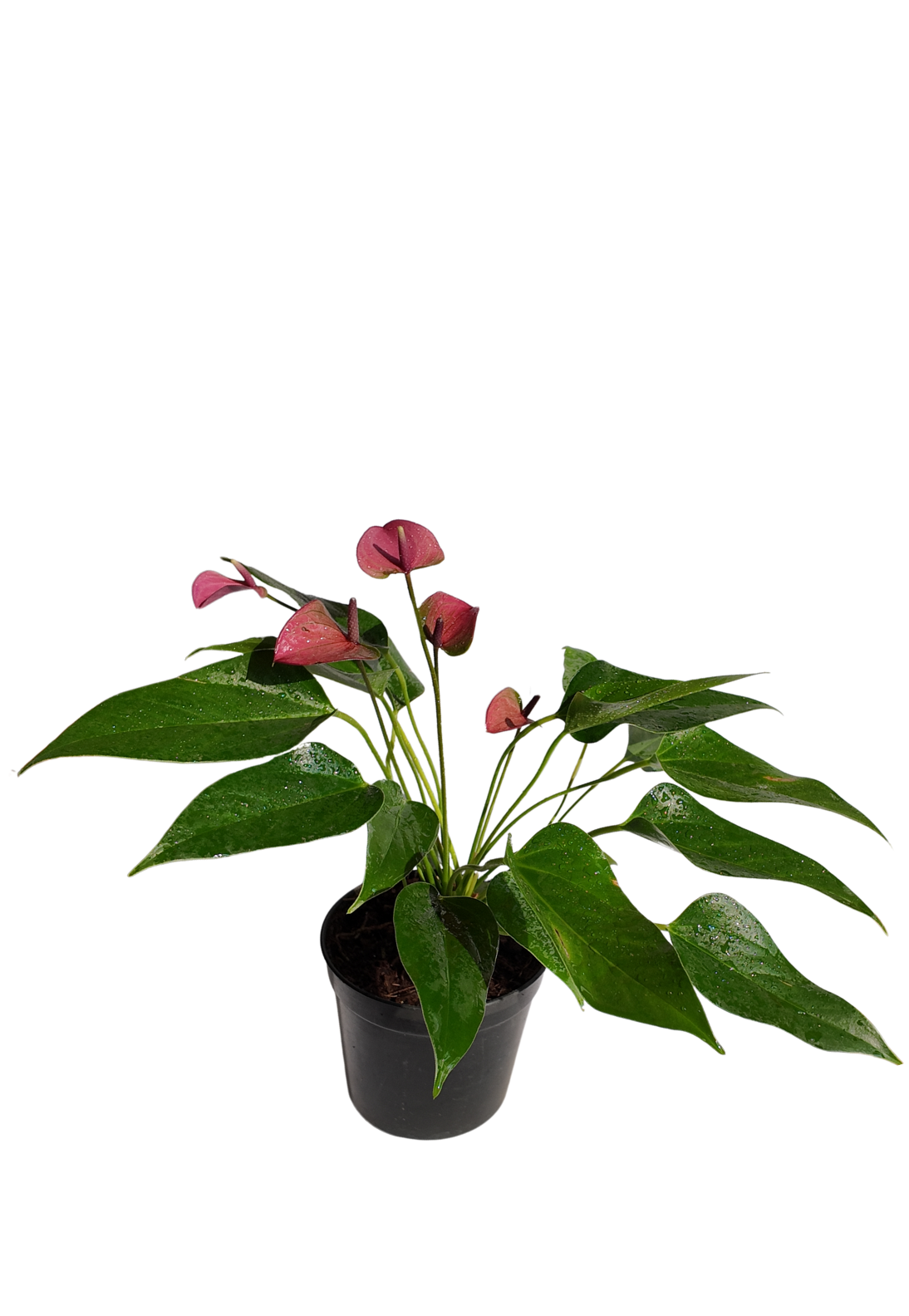 Anthurium Purple