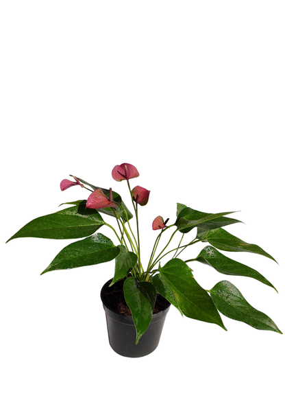 Anthurium Purple