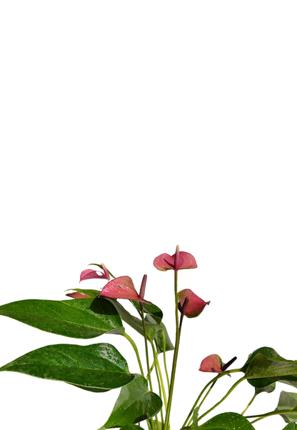 Anthurium Purple