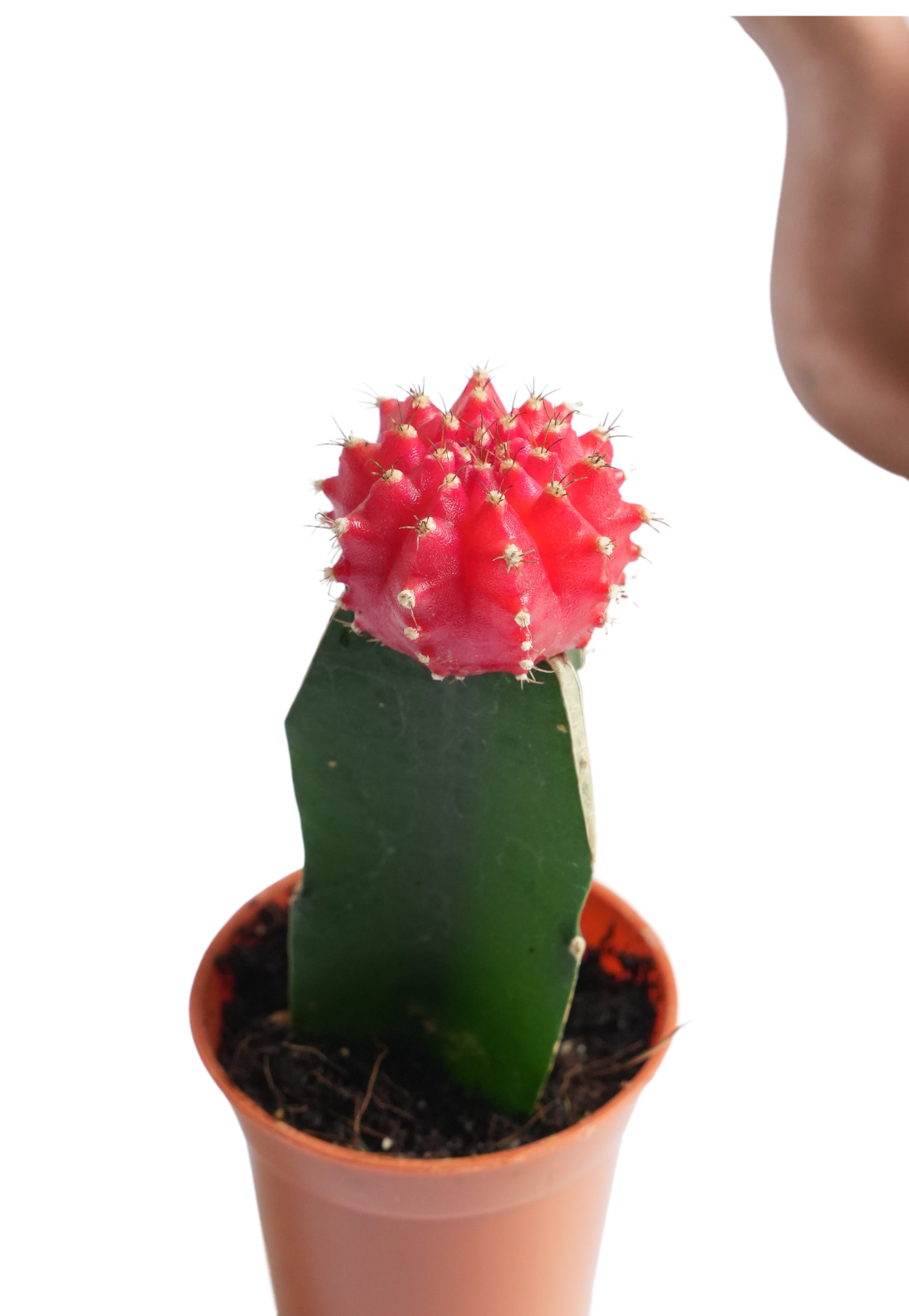 Moon Cactus Red