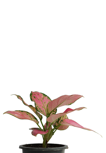 Aglaonema Pink