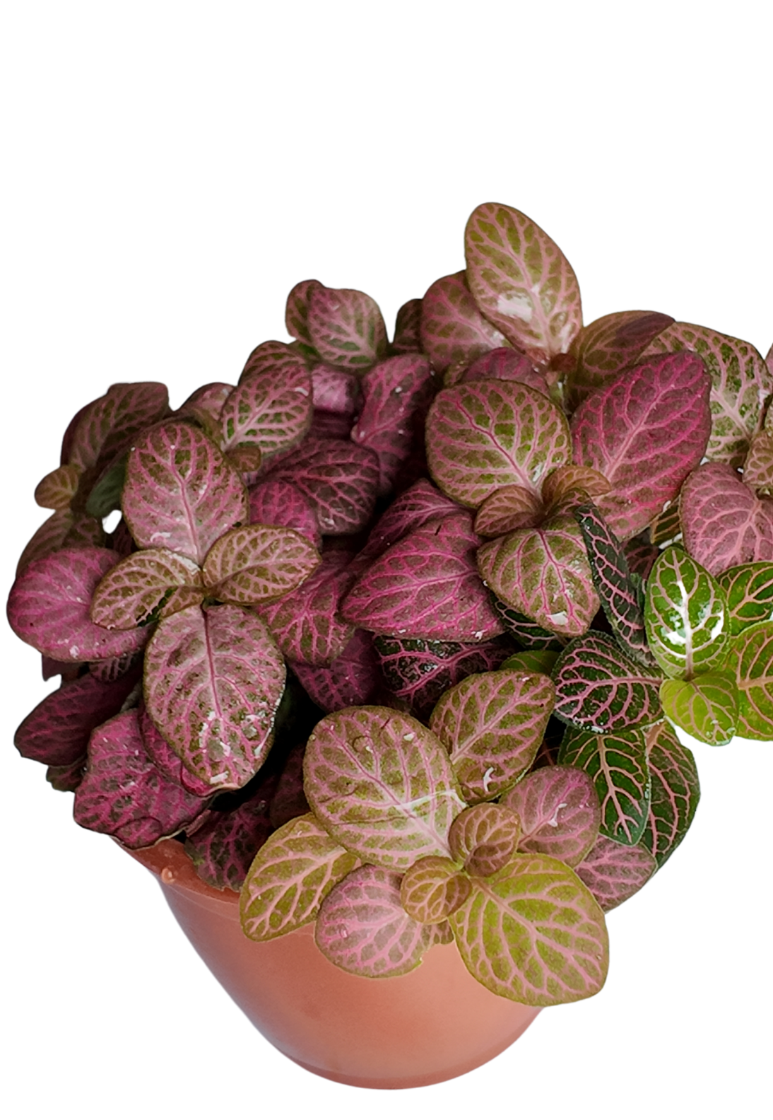 Fittonia Pink