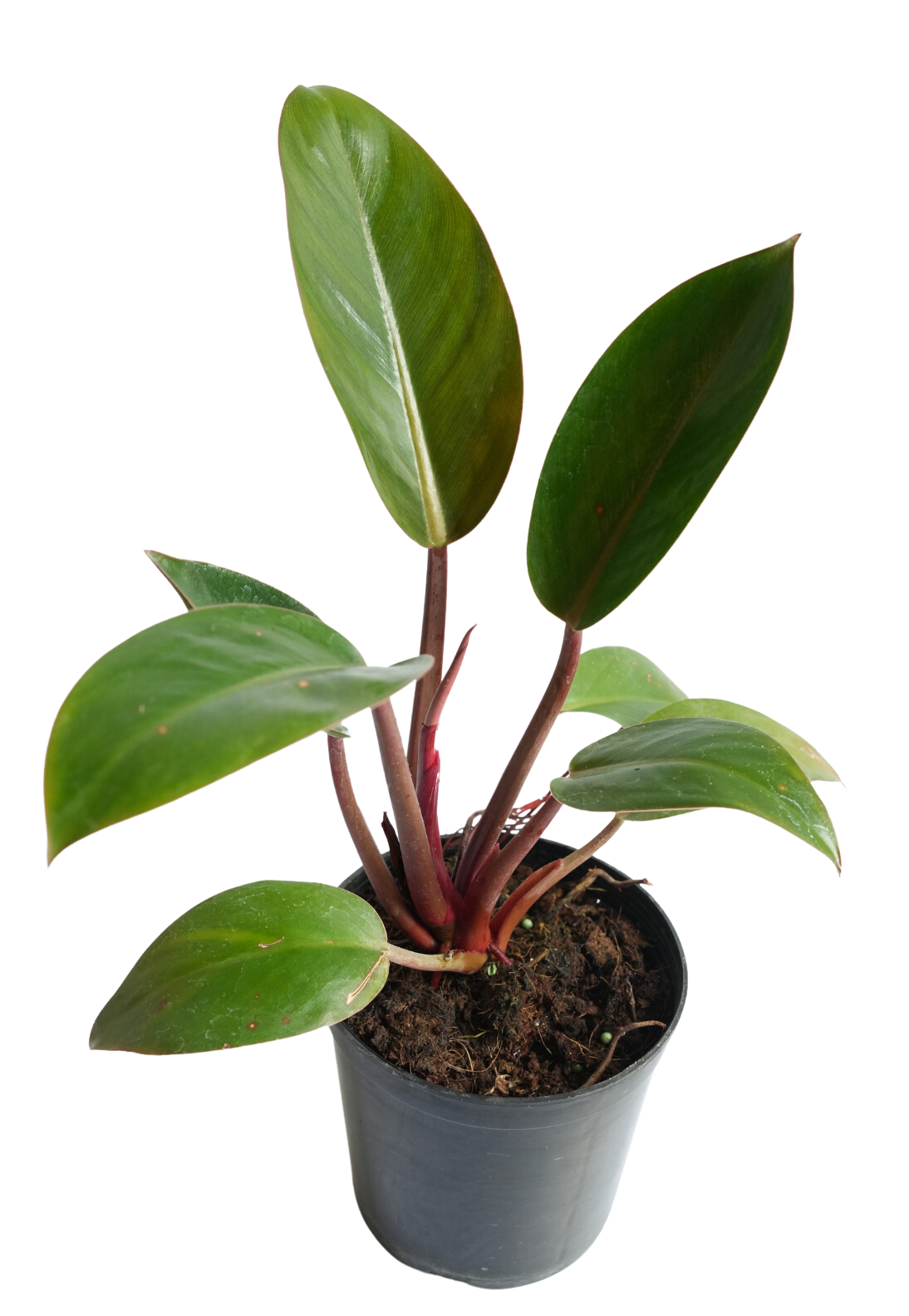 Philodendron Rojo Congo