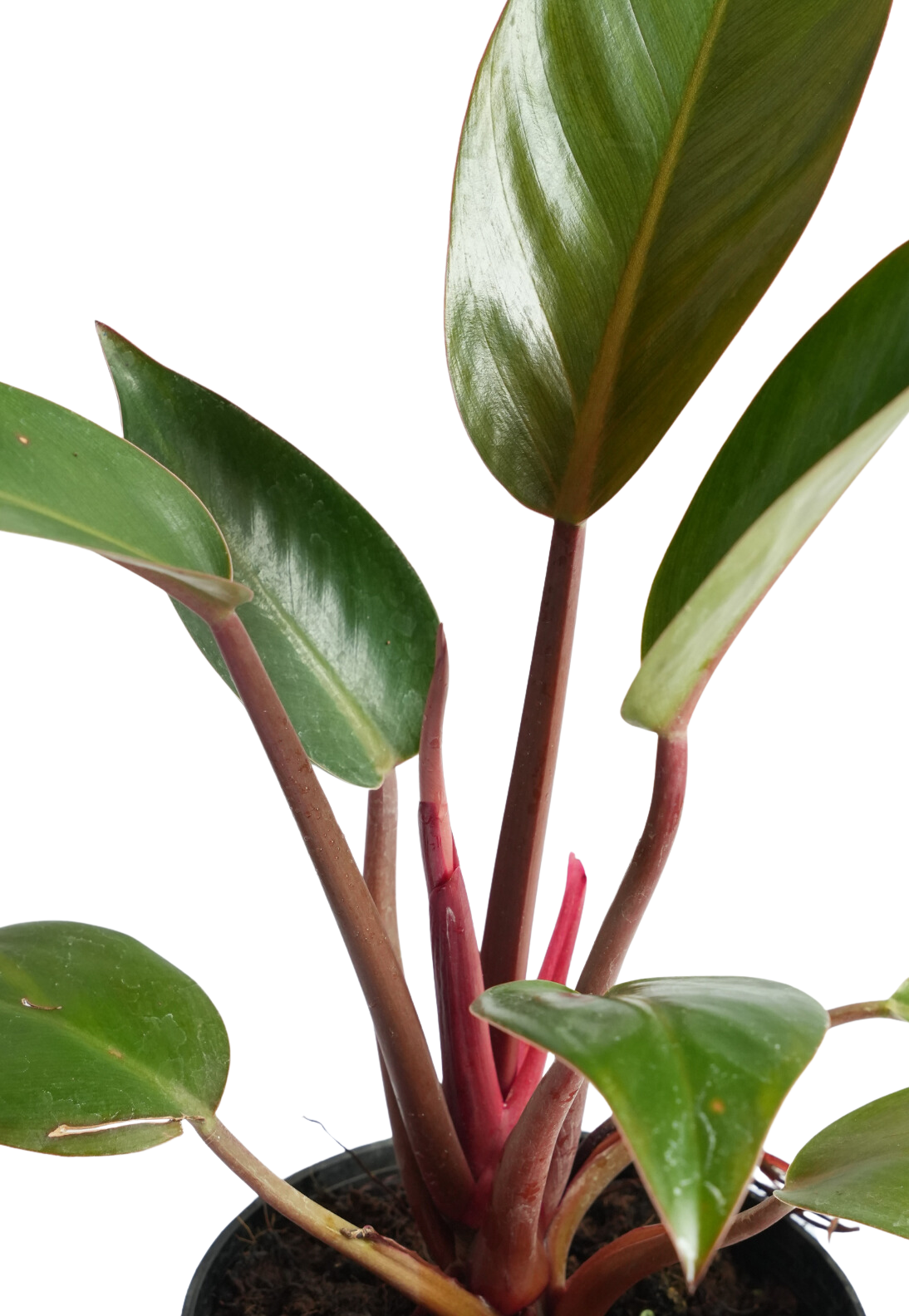 Philodendron Rojo Congo