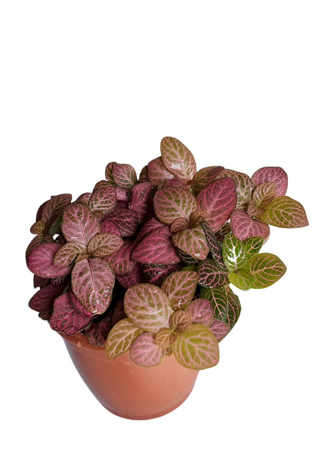 Fittonia Pink