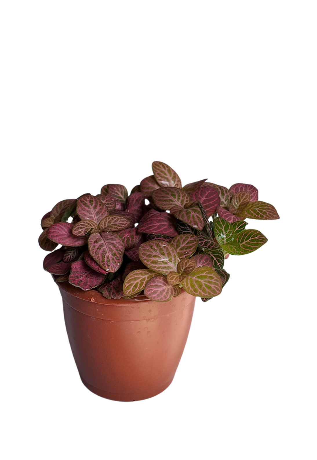 Fittonia Pink