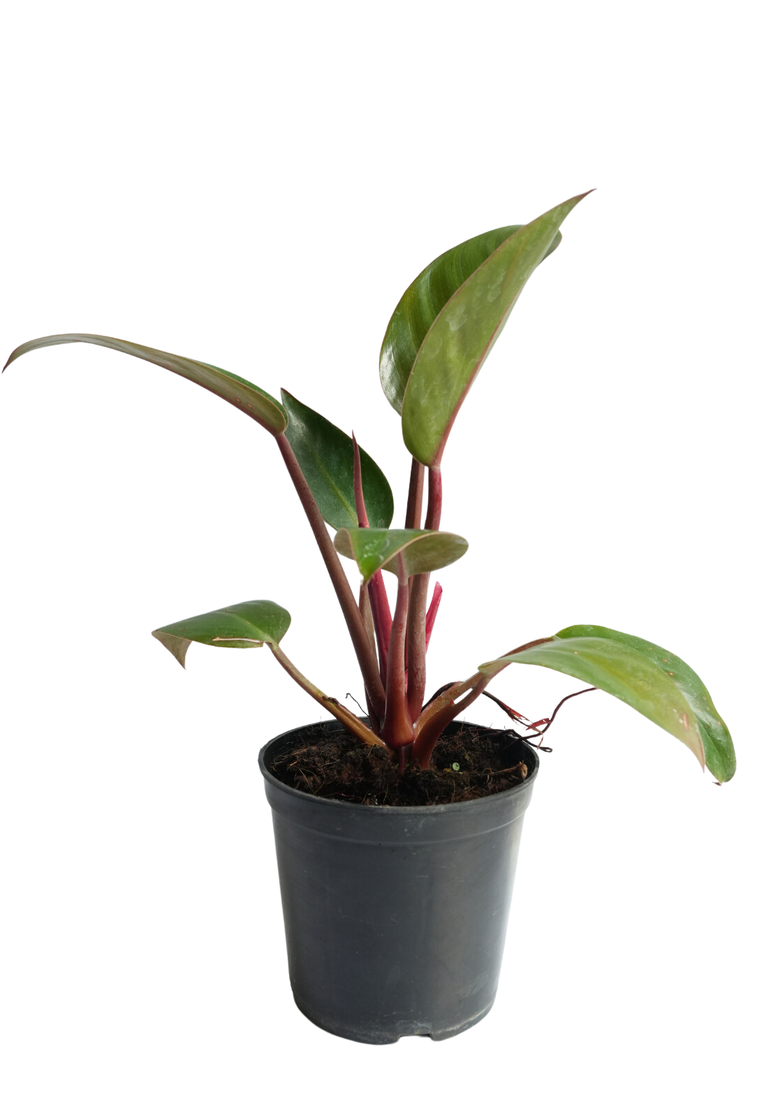 Philodendron Rojo Congo