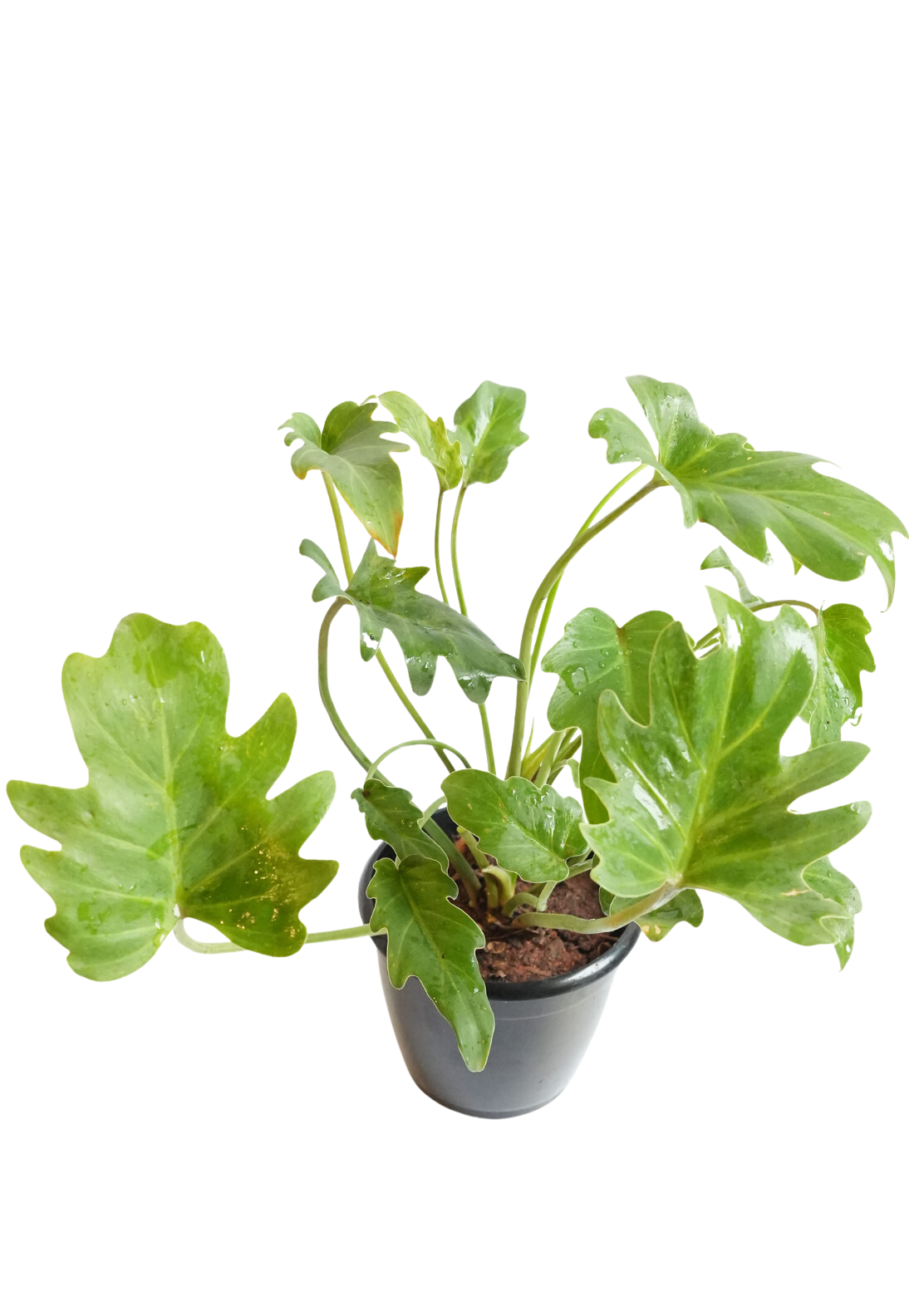 Philodendron Xanadu