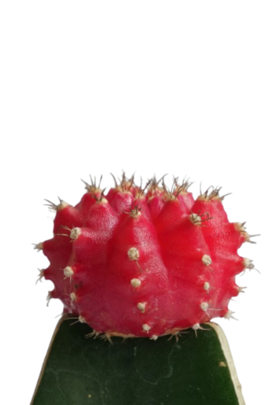 Moon Cactus Red