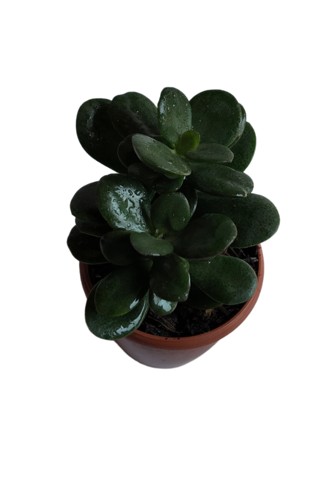 Crassula Ovata Minima – Mini Jade Plant for Good Luck &amp; Prosperity