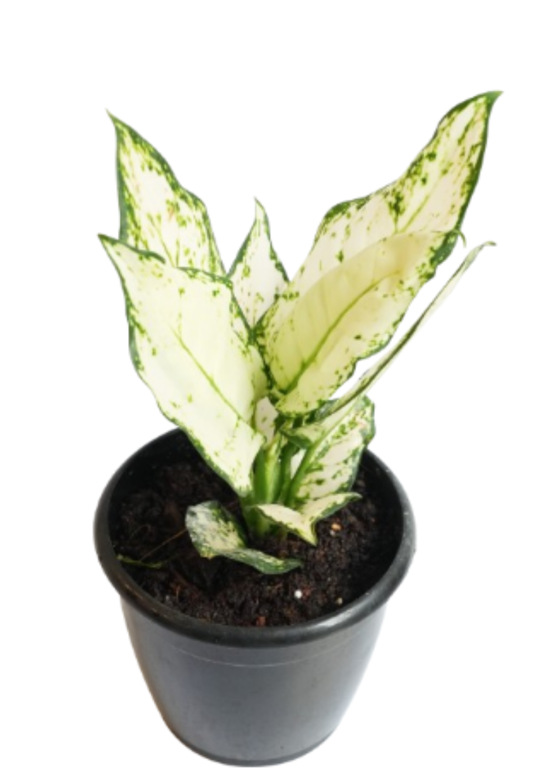 Aglaonema White