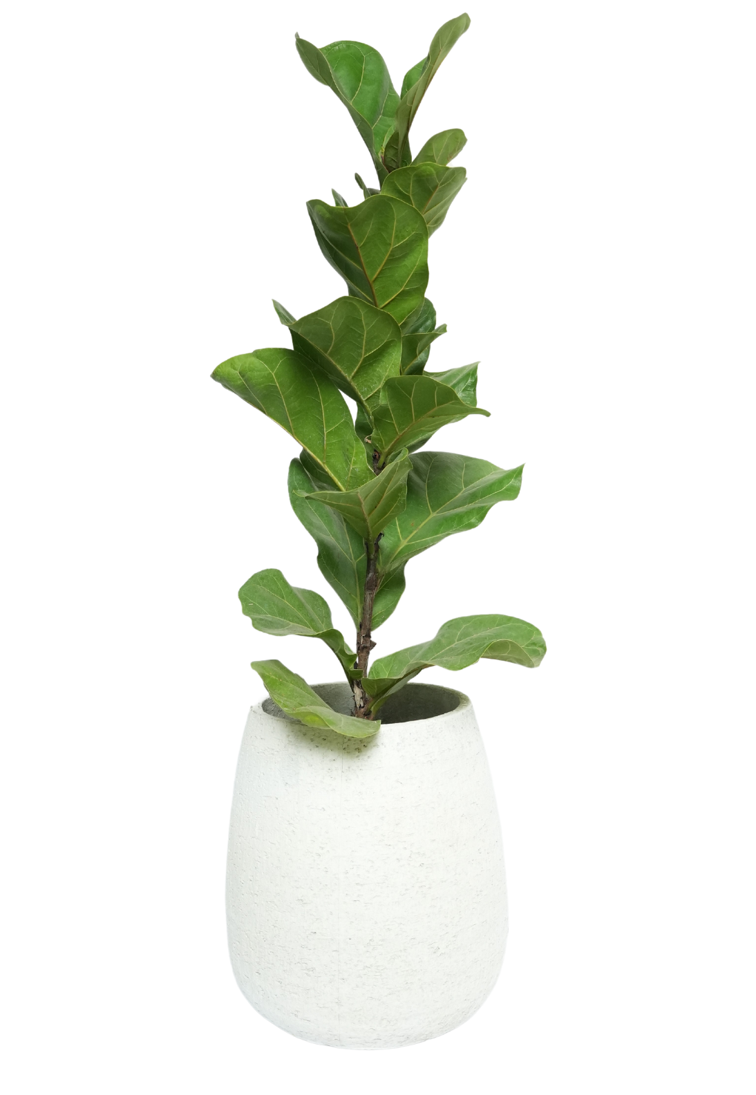 White Belly Daichi Planter