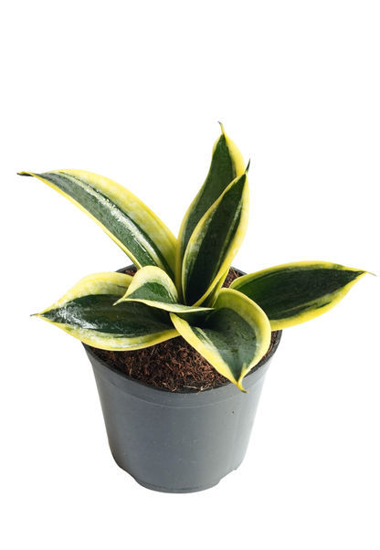 Sansevieria ‘Golden Hahnii’