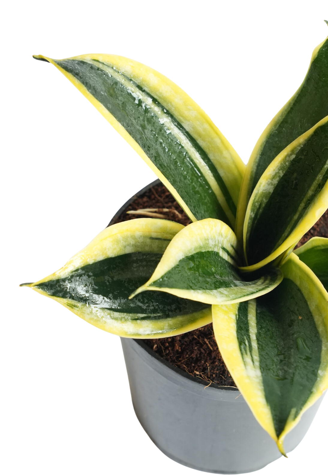 Sansevieria ‘Golden Hahnii’