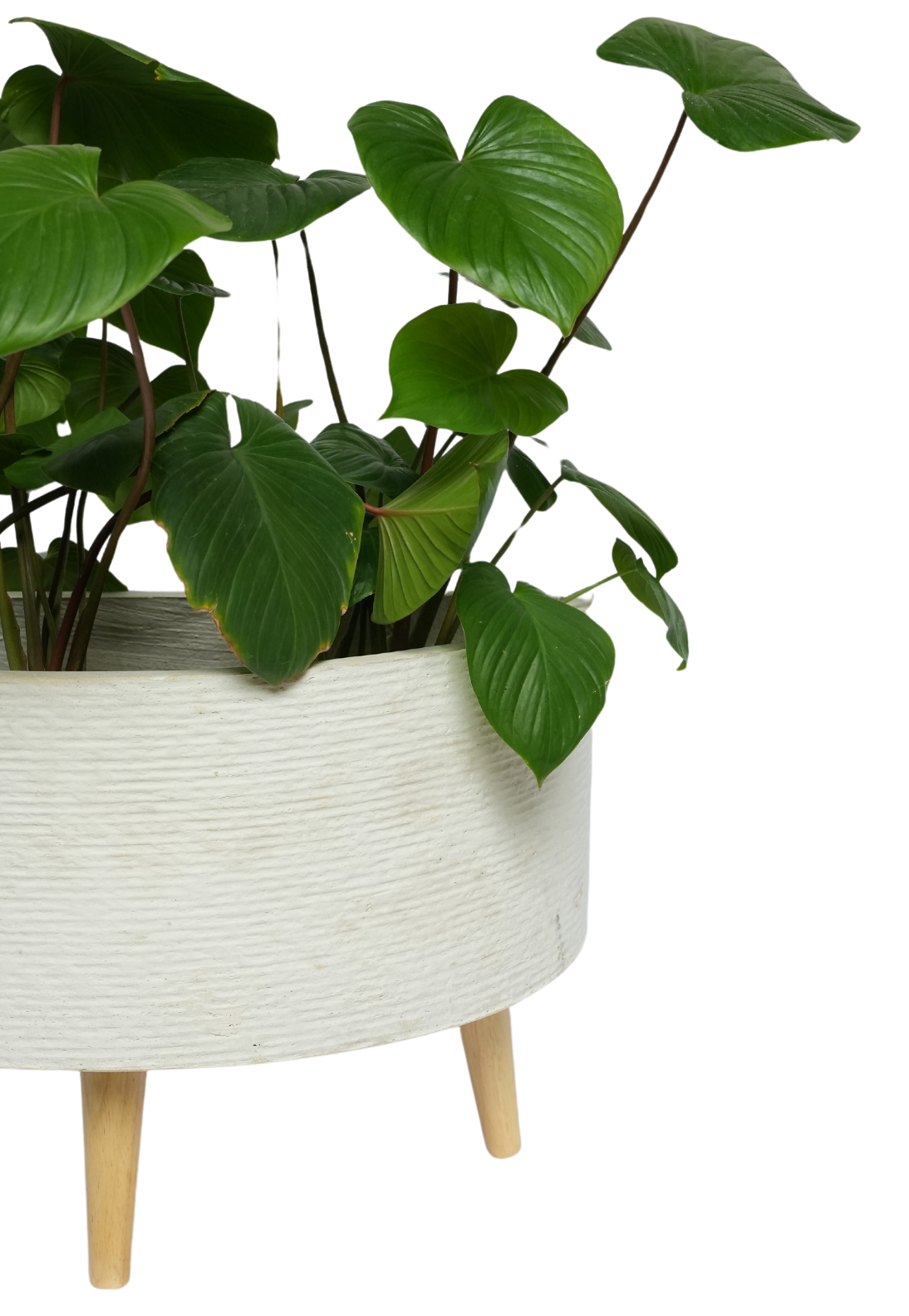 Semicircular White Pot