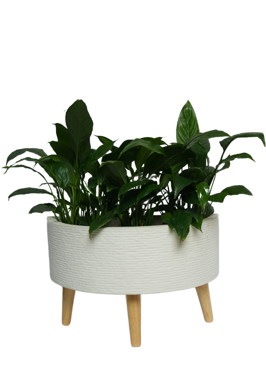 Semicircular White Pot