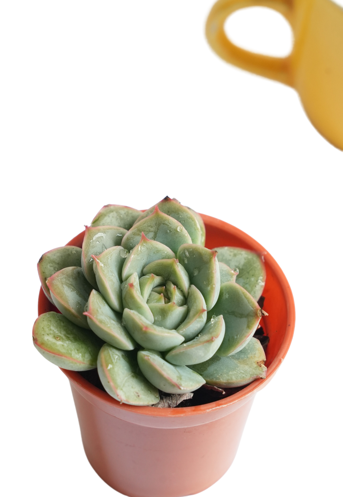 Echeveria Dondo