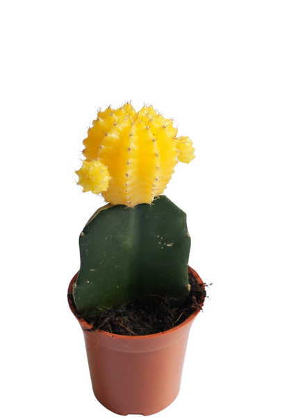 Grafted Moon Cactus