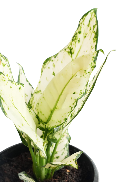 Aglaonema White