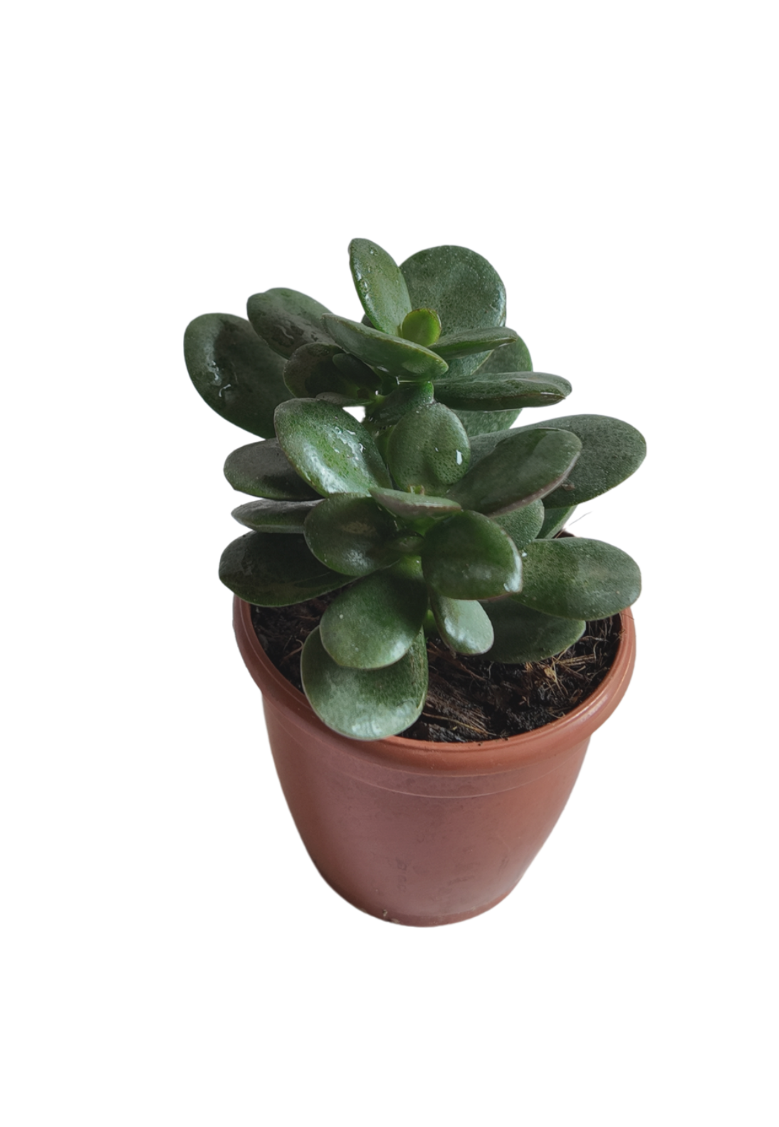 Crassula Ovata Minima – Mini Jade Plant for Good Luck &amp; Prosperity