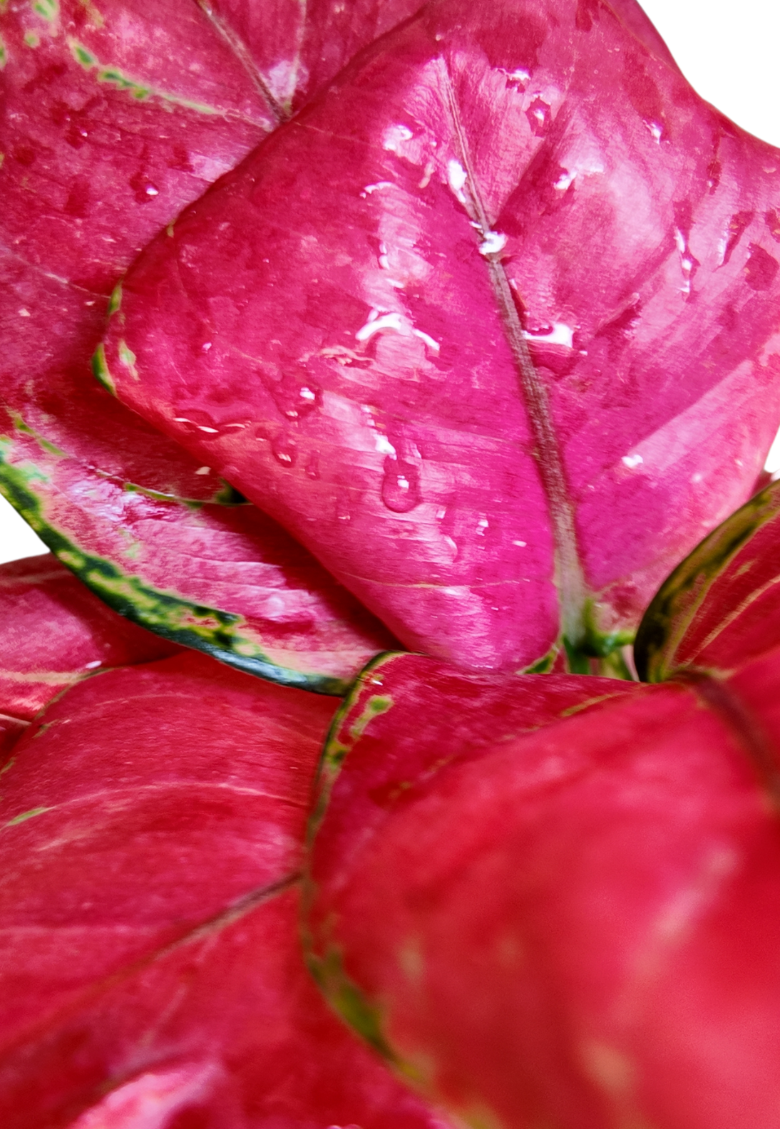 Aglaonema Pink