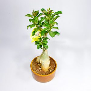 Adenium Bonsai Small