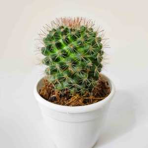 Nipple Cactus