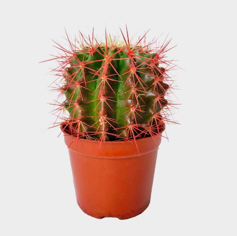 Painted Barrel Cactus